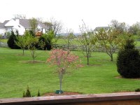 Backyard.jpg