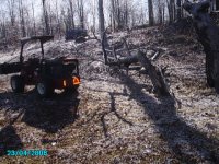 removing broken apple tree top.JPG
