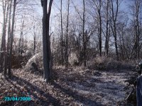 trees covered in ice.JPG