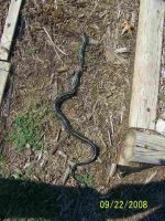 snake1x.jpg