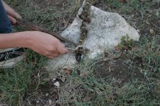 2008 - Backyard Rattlesnake 1_resize.JPG