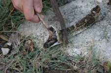 2008 - Backyard Rattlesnake 2_resize.JPG