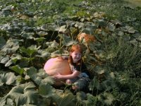 pumpkins.jpg