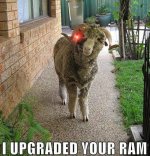 upgraded_ram.jpg