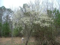 Unknown Shrub II (Small).jpg