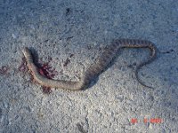 adder 004.JPG