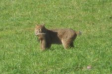 cat-2.jpg