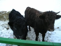 Our Dexters 004.jpg