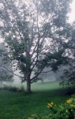 241253-OaknFog.jpg