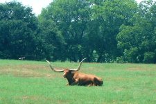 473162-Longhorn.jpg