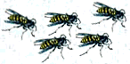 2-71398-wasps.gif