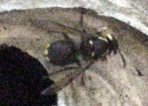 2-71699-StingyThingy.jpg