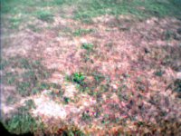 35-191984-lawn_install_7.jpg