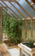 6-71746-tomatoes1.jpg