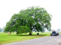 290926-Big oak.jpg
