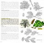 6-73023-CalWhiteOak.jpg