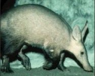 8-138633-aardvark.jpg