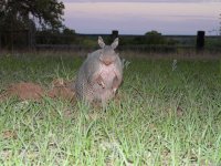 rabbitdillo.jpg