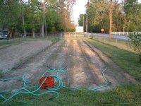 My garden 001.JPG