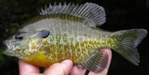 hybrid_bluegill.jpg