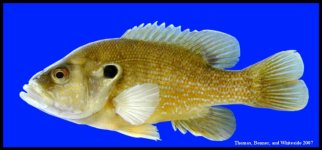 green sunfish.jpg