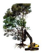 IH tree Y.jpg