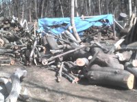 wood.JPG