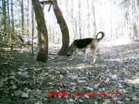 maxthedog.jpg