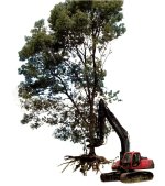 IHtree.jpg