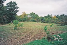 winter rye 1.jpg