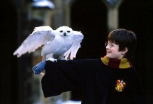 Harry and his owl.jpg