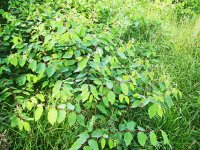 Farm plant 1.jpg