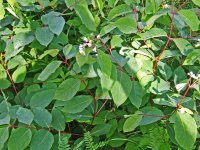 Farm plant 3.jpg