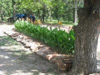 cannas.jpg