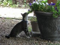 Bluebell.jpg