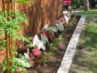caladiums.jpg
