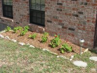 geraniums.jpg
