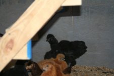 black silkie rooster.jpg