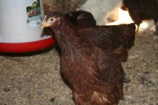 rhode island red.jpg
