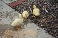 ducks 1.jpg