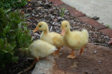 ducks 2.jpg
