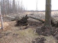 Tree Removal & Old Chicken Coupe 001 (Small).jpg