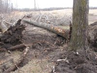 Tree Removal & Old Chicken Coupe 002 (Small).jpg