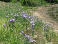 WildFlowers-02.jpg
