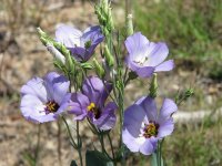 WildFlowers-03.jpg