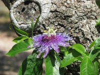 WildFlowers-04.jpg