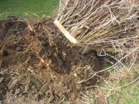 digging bush4.jpg