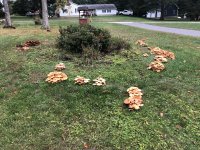 IMG_4165.jpeg