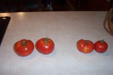 Tomatoes.jpg