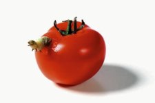 Tomato1.jpg
